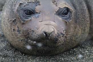 molting Elephant Seal pup